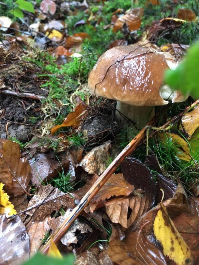 Gite La Petite Beurrerie Des Ardennes Celles  Εξωτερικό φωτογραφία